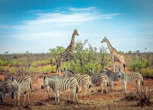 Жираф и зебра - 71 фото